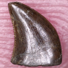 Load image into Gallery viewer, Rare Richardoestesia Fossil Tooth Raptor Relative from the Hell Creek .221 Inches!