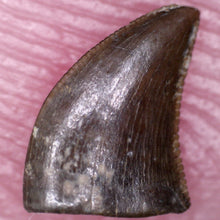 Load image into Gallery viewer, Rare Richardoestesia Fossil Tooth Raptor Relative from the Hell Creek .221 Inches!