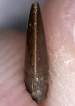 Load image into Gallery viewer, Rare Richardoestesia Fossil Tooth Raptor Relative from the Hell Creek .221 Inches!
