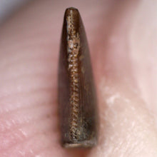 Load image into Gallery viewer, Rare Richardoestesia Fossil Tooth Raptor Relative from the Hell Creek .221 Inches!