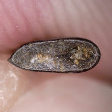 Load image into Gallery viewer, Rare Richardoestesia Fossil Tooth Raptor Relative from the Hell Creek .221 Inches!