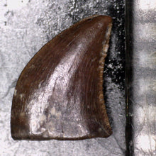 Load image into Gallery viewer, Rare Richardoestesia Fossil Tooth Raptor Relative from the Hell Creek .221 Inches!