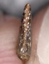 Load image into Gallery viewer, Rare Richardoestesia Fossil Tooth Raptor Relative from the Hell Creek .213 Inches!