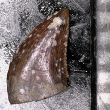 Load image into Gallery viewer, Rare Richardoestesia Fossil Tooth Raptor Relative from the Hell Creek .213 Inches!