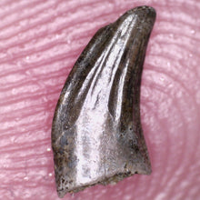 Load image into Gallery viewer, Rare Richardoestesia Fossil Tooth Raptor Relative from the Hell Creek .25 Inches!