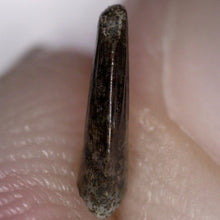 Load image into Gallery viewer, Rare Richardoestesia Fossil Tooth Raptor Relative from the Hell Creek .25 Inches!