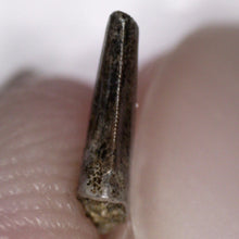 Load image into Gallery viewer, Rare Richardoestesia Fossil Tooth Raptor Relative from the Hell Creek .25 Inches!