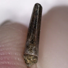 Load image into Gallery viewer, Rare Richardoestesia Fossil Tooth Raptor Relative from the Hell Creek .25 Inches!