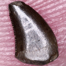 Load image into Gallery viewer, Rare Richardoestesia Fossil Tooth Raptor Relative from the Hell Creek .229 Inches!