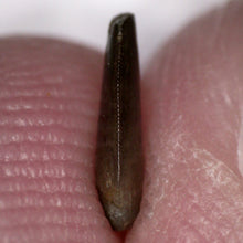 Load image into Gallery viewer, Rare Richardoestesia Fossil Tooth Raptor Relative from the Hell Creek .229 Inches!