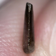 Load image into Gallery viewer, Rare Richardoestesia Fossil Tooth Raptor Relative from the Hell Creek .229 Inches!
