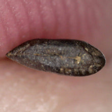 Load image into Gallery viewer, Rare Richardoestesia Fossil Tooth Raptor Relative from the Hell Creek .229 Inches!