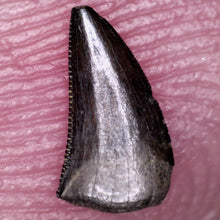 Load image into Gallery viewer, Rare Richardoestesia Fossil Tooth Raptor Relative from the Hell Creek .233 Inches!