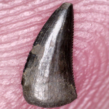 Load image into Gallery viewer, Rare Richardoestesia Fossil Tooth Raptor Relative from the Hell Creek .233 Inches!