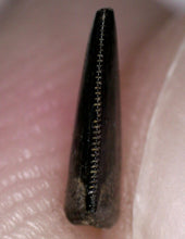Load image into Gallery viewer, Rare Richardoestesia Fossil Tooth Raptor Relative from the Hell Creek .233 Inches!