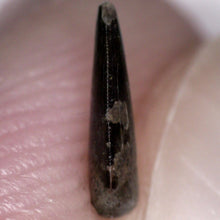 Load image into Gallery viewer, Rare Richardoestesia Fossil Tooth Raptor Relative from the Hell Creek .233 Inches!