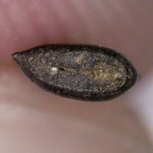 Load image into Gallery viewer, Rare Richardoestesia Fossil Tooth Raptor Relative from the Hell Creek .233 Inches!