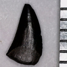 Load image into Gallery viewer, Rare Richardoestesia Fossil Tooth Raptor Relative from the Hell Creek .233 Inches!