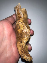 Load image into Gallery viewer, Rare Calamopleurus Africanus Dinosaur age Fossil Bowfin Fish Skull Bone 4.65 Inches