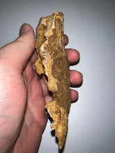 Load image into Gallery viewer, Rare Calamopleurus Africanus Dinosaur age Fossil Bowfin Fish Skull Bone 4.65 Inches