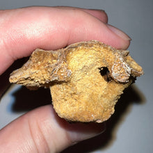 Load image into Gallery viewer, Rare Calamopleurus Africanus Dinosaur age Fossil Bowfin Fish Skull Bone 4.65 Inches