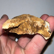 Load image into Gallery viewer, Rare Calamopleurus Africanus Dinosaur age Fossil Bowfin Fish Skull Bone 4.65 Inches