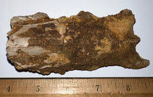 Load image into Gallery viewer, Rare Calamopleurus Africanus Dinosaur age Fossil Bowfin Fish Skull Bone 4.65 Inches