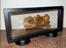 Load image into Gallery viewer, Rare Calamopleurus Africanus Dinosaur age Fossil Bowfin Fish Skull Bone 4.65 Inches