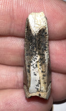 Load image into Gallery viewer, Tyrannosaurus Rex Fossil Premax Tooth 1.18 Inches Hell Creek Formation South Dakota NO REPAIR!