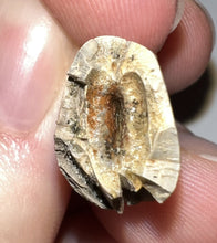 Load image into Gallery viewer, Tyrannosaurus Rex Fossil Premax Tooth 1.18 Inches Hell Creek Formation South Dakota NO REPAIR!