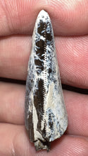 Load image into Gallery viewer, Tyrannosaurus Rex Fossil Tooth 1.4335 Inches Hell Creek Formation Montana NO REPAIR!