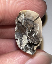 Load image into Gallery viewer, Tyrannosaurus Rex Fossil Tooth 1.4335 Inches Hell Creek Formation Montana NO REPAIR!