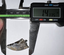 Load image into Gallery viewer, Tyrannosaurus Rex Fossil Tooth 1.4335 Inches Hell Creek Formation Montana NO REPAIR!