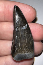 Load image into Gallery viewer, Tyrannosaurus Rex Huge Fossil Premax Tooth 1.6255 Inches Hell Creek Formation South Dakota
