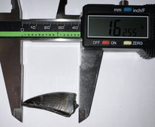 Load image into Gallery viewer, Tyrannosaurus Rex Huge Fossil Premax Tooth 1.6255 Inches Hell Creek Formation South Dakota