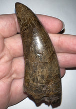 Load image into Gallery viewer, Tyrannosaurus Rex MONSTER SIZE Fossil Tooth 3.585 Inches Hell Creek Formation Montana NO REPAIR!