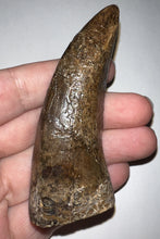 Load image into Gallery viewer, Tyrannosaurus Rex MONSTER SIZE Fossil Tooth 3.585 Inches Hell Creek Formation Montana NO REPAIR!