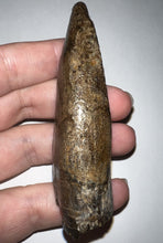 Load image into Gallery viewer, Tyrannosaurus Rex MONSTER SIZE Fossil Tooth 3.585 Inches Hell Creek Formation Montana NO REPAIR!