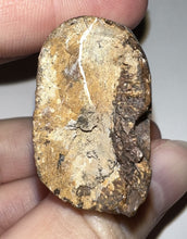 Load image into Gallery viewer, Tyrannosaurus Rex MONSTER SIZE Fossil Tooth 3.585 Inches Hell Creek Formation Montana NO REPAIR!