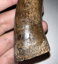 Load image into Gallery viewer, Tyrannosaurus Rex MONSTER SIZE Fossil Tooth 3.585 Inches Hell Creek Formation Montana NO REPAIR!
