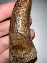 Load image into Gallery viewer, Tyrannosaurus Rex MONSTER SIZE Fossil Tooth 3.585 Inches Hell Creek Formation Montana NO REPAIR!