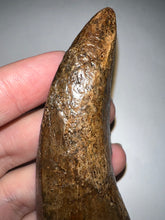Load image into Gallery viewer, Tyrannosaurus Rex MONSTER SIZE Fossil Tooth 3.585 Inches Hell Creek Formation Montana NO REPAIR!