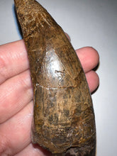 Load image into Gallery viewer, Tyrannosaurus Rex MONSTER SIZE Fossil Tooth 3.585 Inches Hell Creek Formation Montana NO REPAIR!
