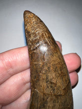 Load image into Gallery viewer, Tyrannosaurus Rex MONSTER SIZE Fossil Tooth 3.585 Inches Hell Creek Formation Montana NO REPAIR!