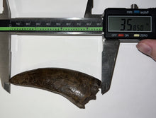 Load image into Gallery viewer, Tyrannosaurus Rex MONSTER SIZE Fossil Tooth 3.585 Inches Hell Creek Formation Montana NO REPAIR!
