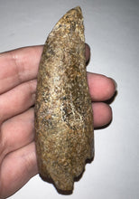 Load image into Gallery viewer, Tyrannosaurus Rex MONSTER SIZE Fossil Tooth 3.7055 Inches Lance Formation Wyoming NO REPAIR!