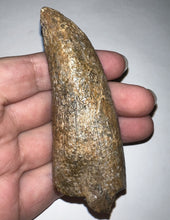 Load image into Gallery viewer, Tyrannosaurus Rex MONSTER SIZE Fossil Tooth 3.7055 Inches Lance Formation Wyoming NO REPAIR!