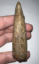 Load image into Gallery viewer, Tyrannosaurus Rex MONSTER SIZE Fossil Tooth 3.7055 Inches Lance Formation Wyoming NO REPAIR!