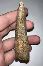 Load image into Gallery viewer, Tyrannosaurus Rex MONSTER SIZE Fossil Tooth 3.7055 Inches Lance Formation Wyoming NO REPAIR!