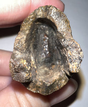 Load image into Gallery viewer, Tyrannosaurus Rex MONSTER SIZE Fossil Tooth 3.7055 Inches Lance Formation Wyoming NO REPAIR!